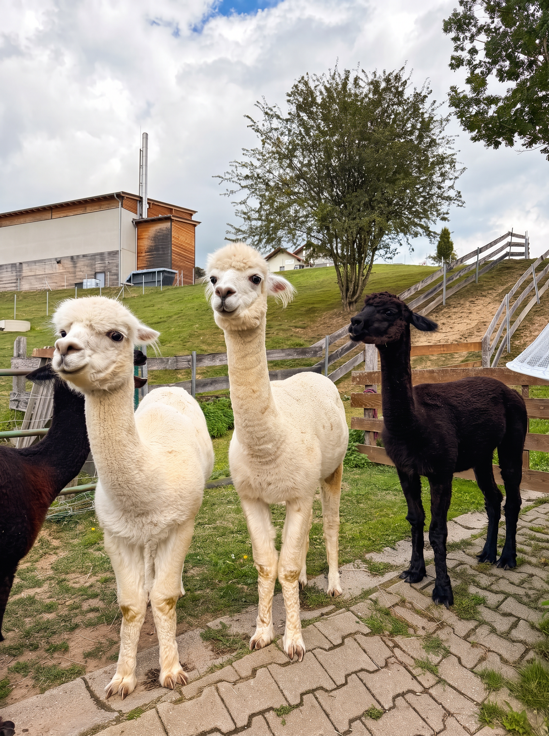 Alpakas auf dem Hof des Landrefugiums Obermüller